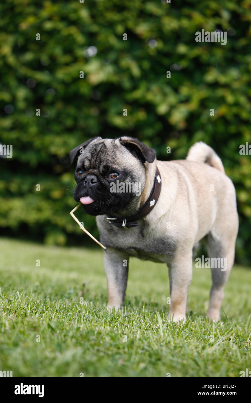 mixed breed dog (Canis lupus f. familiaris), mix breed between pug and French Bulldog chewing a grass blade, Germany Stock Photo