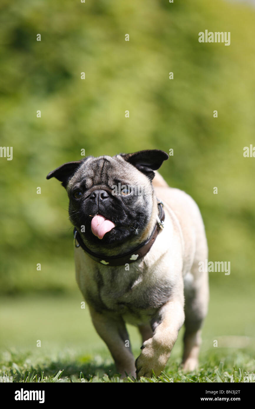 mixed breed dog (Canis lupus f. familiaris), mix breed between pug and French Bulldog panting, Germany Stock Photo
