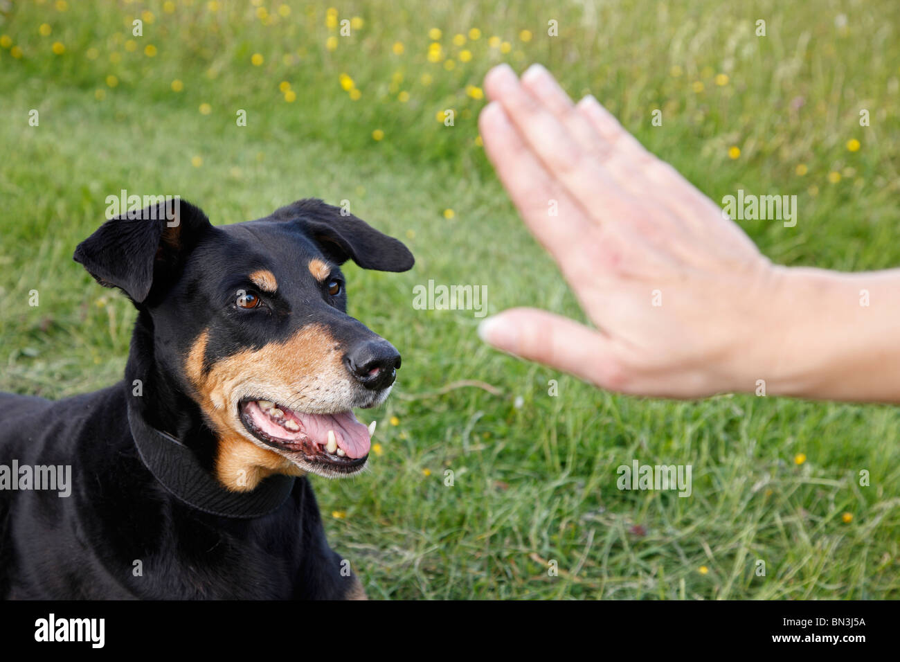mixed breed dog (Canis lupus f. familiaris), Dobermann mix getting the order to rest, Germany Stock Photo
