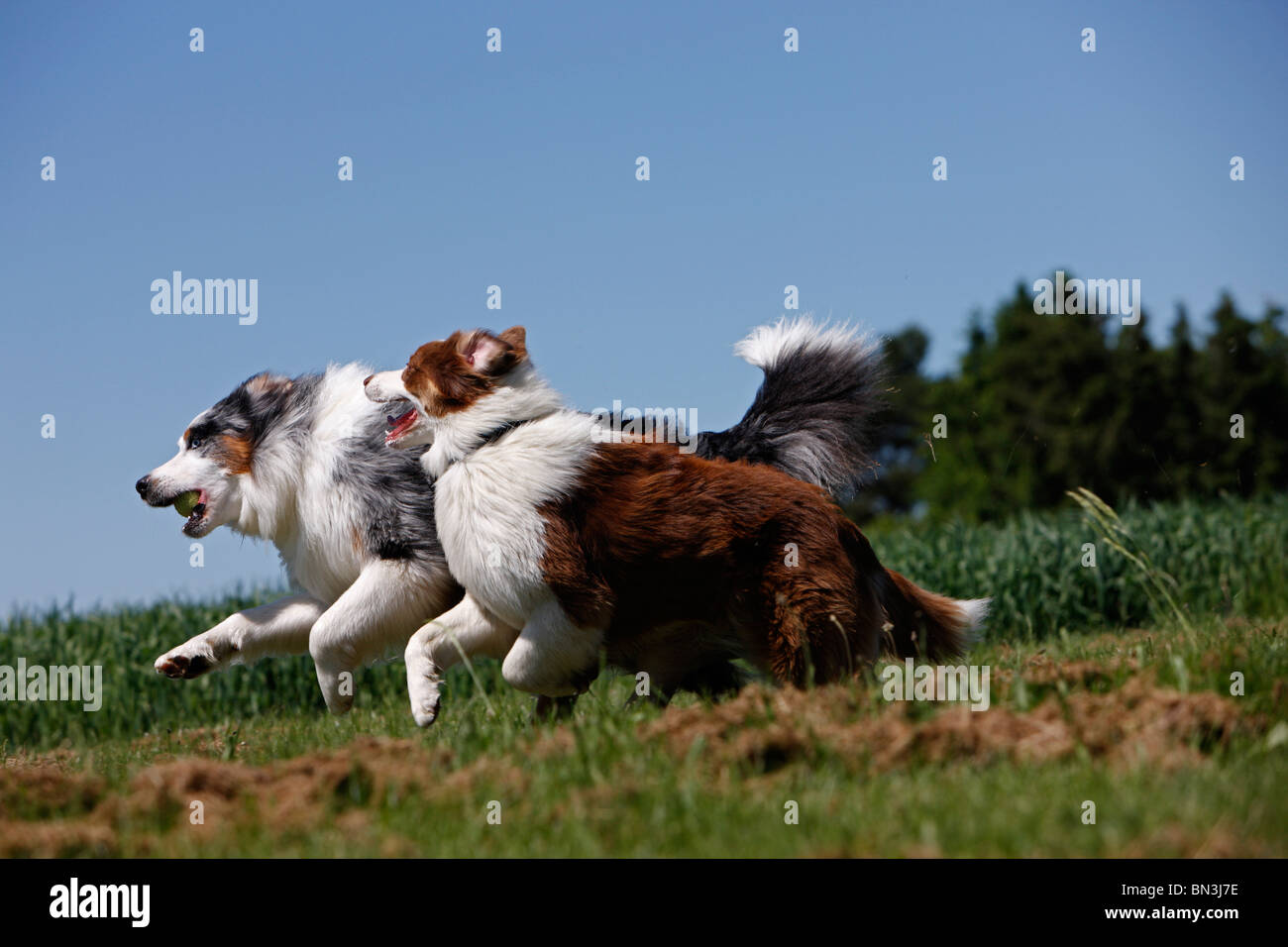 Australian Shepherd (Canis lupus f. familiaris), two individuals romping in a meadow, Germany Stock Photo