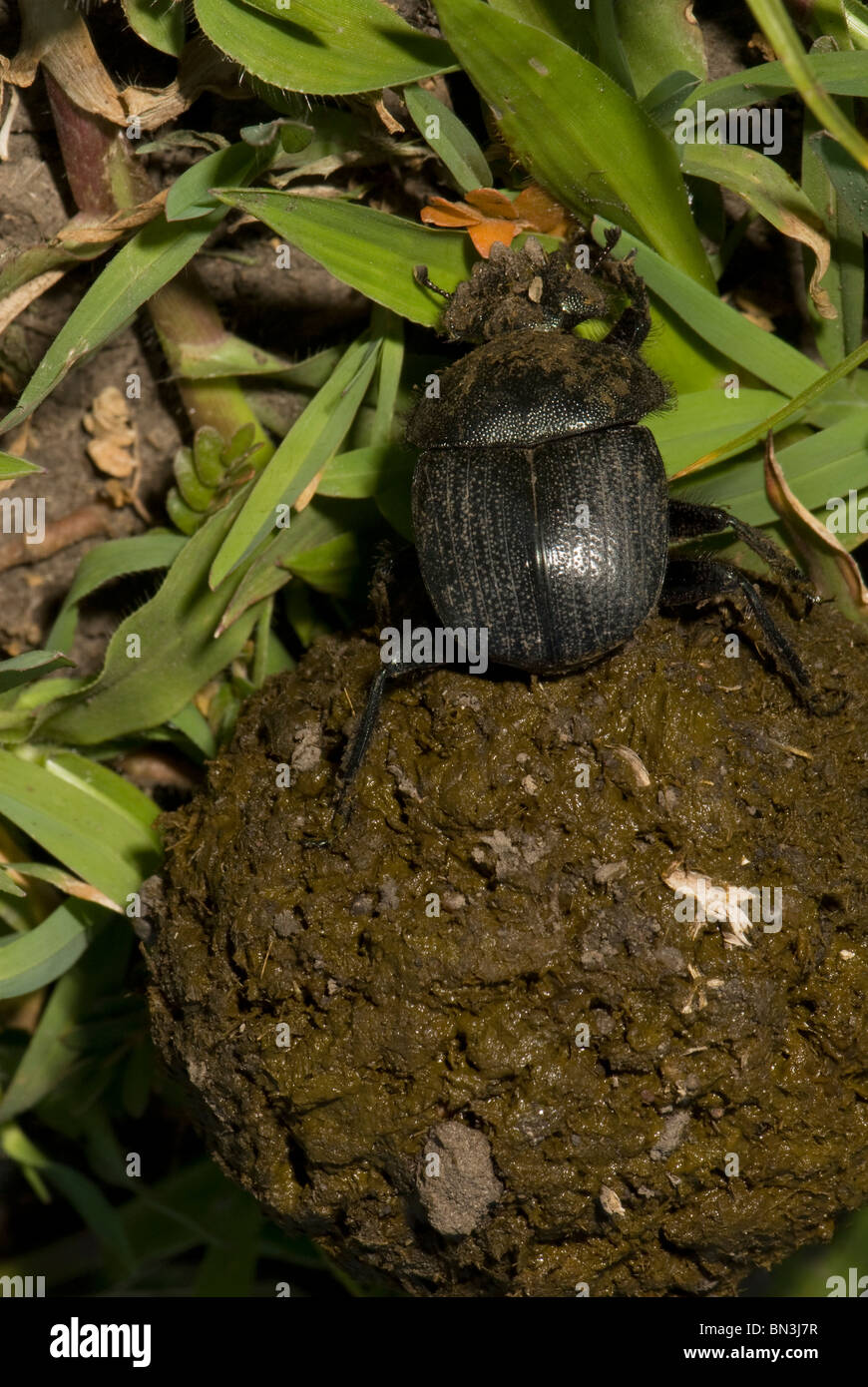 Dung beetle photographed in Tanzania, Africa, on the Serengeti Plains, Dung beetle rolling a ball of dung Stock Photo