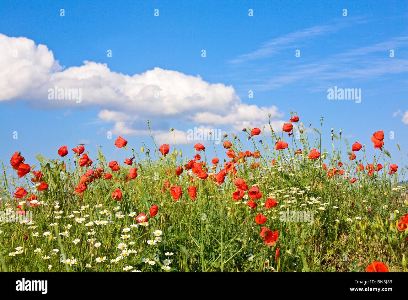 Summer beautiful red poppy and white camomile flowers on blue sky with ...