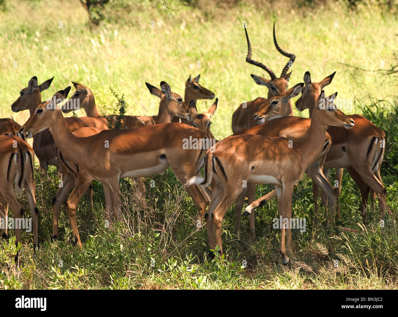 Impala, photographed in Serengeti National Park, Tanzania, Africa Stock Photo