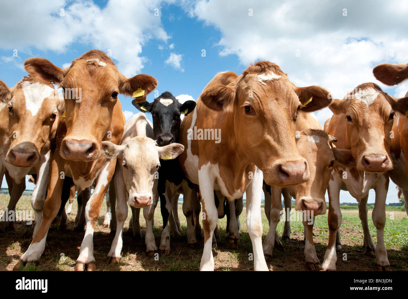 Line of very inquisitive curious Guernsey cows Stock Photo