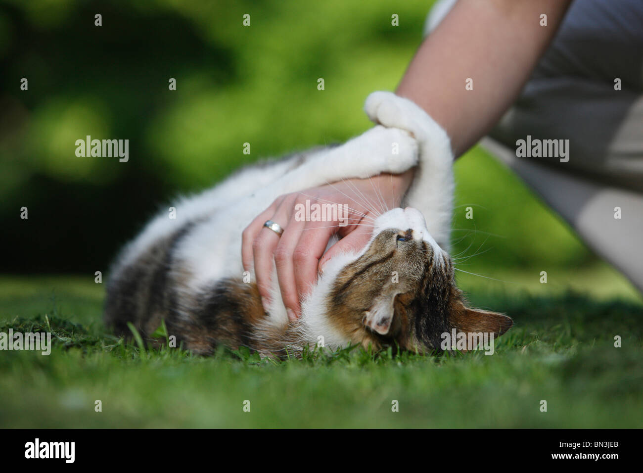 domestic cat, house cat, European Shorthair (Felis silvestris f. catus), cat lying in the grass, a woman stroking it, Germany Stock Photo