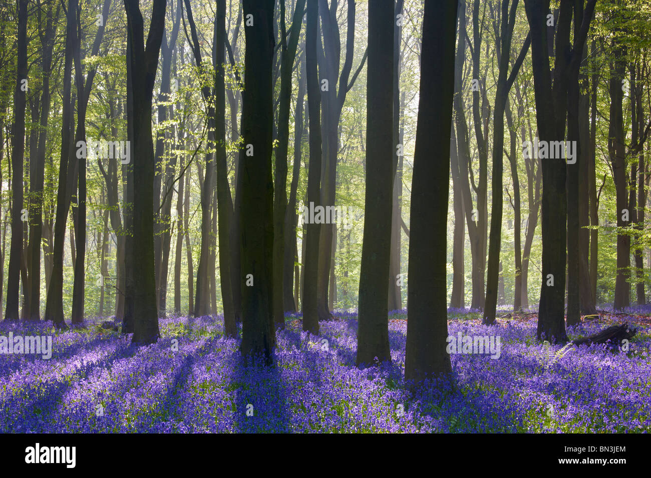 Sunlight streaming through the trees during Spring highlighting a ...