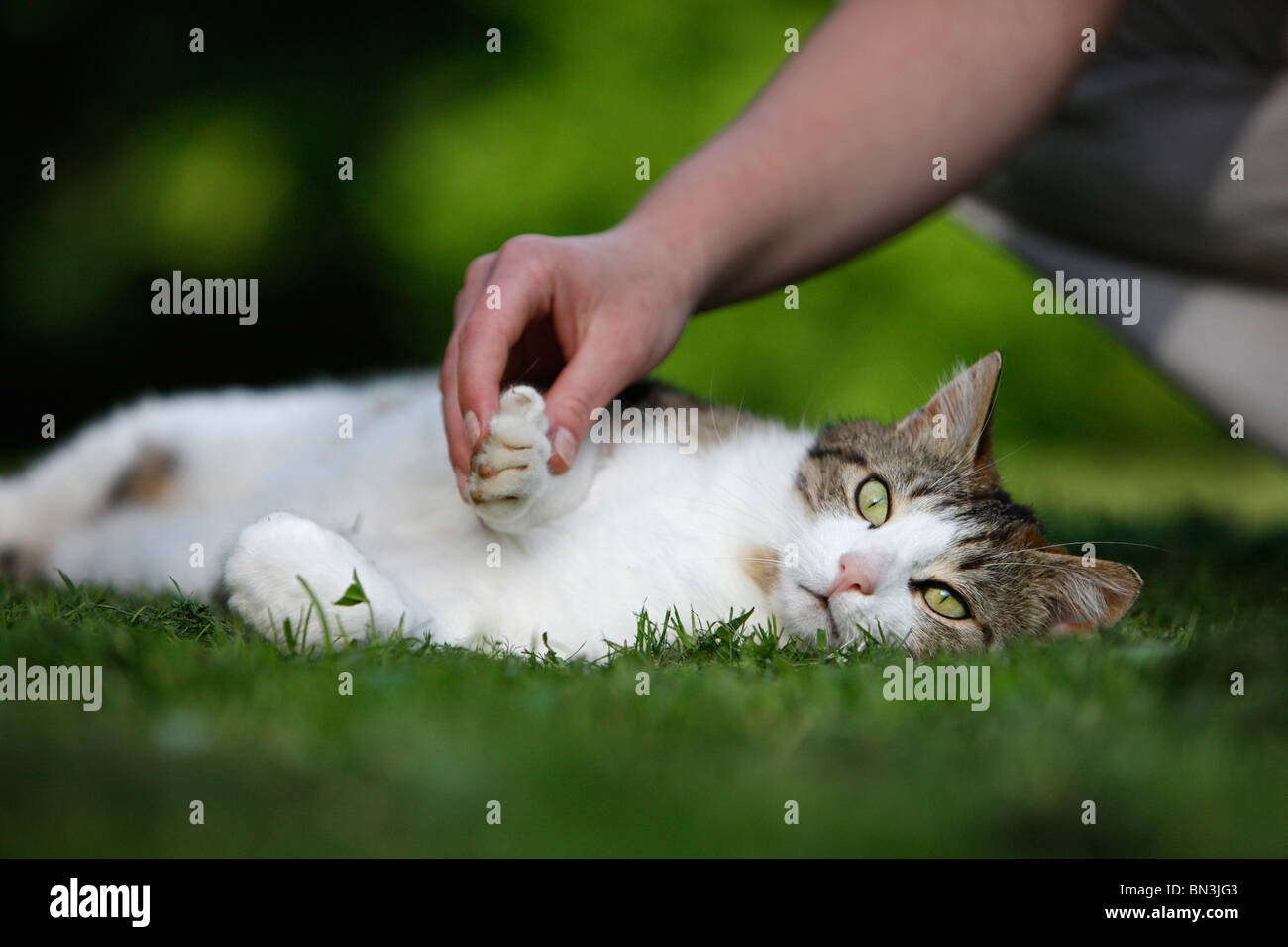 domestic cat, house cat, European Shorthair (Felis silvestris f. catus), tomcat lying in the grass, a woman holding its paw Stock Photo