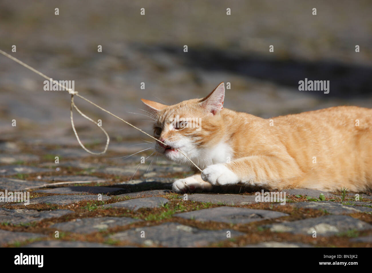 domestic cat, house cat, European Shorthair (Felis silvestris f. catus), red cat playing with twine, Germany Stock Photo