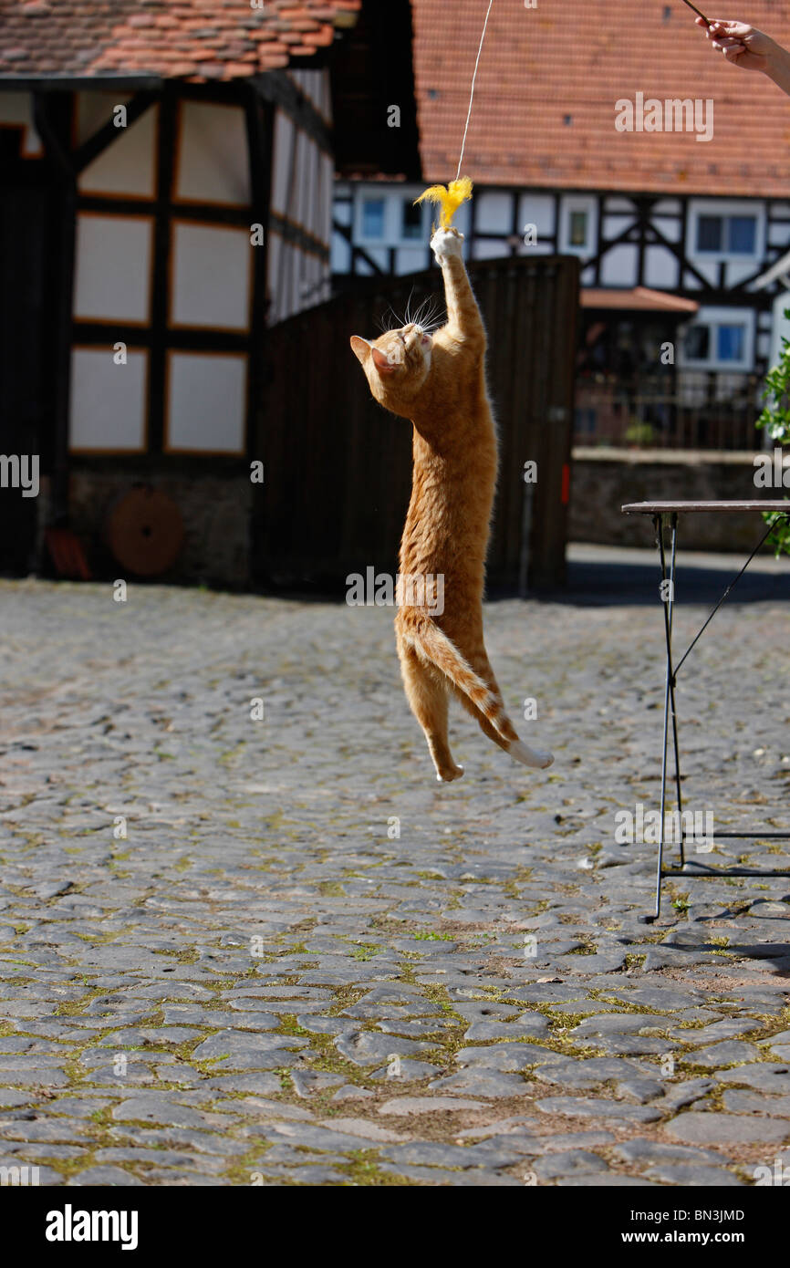 domestic cat, house cat, European Shorthair (Felis silvestris f. catus ...