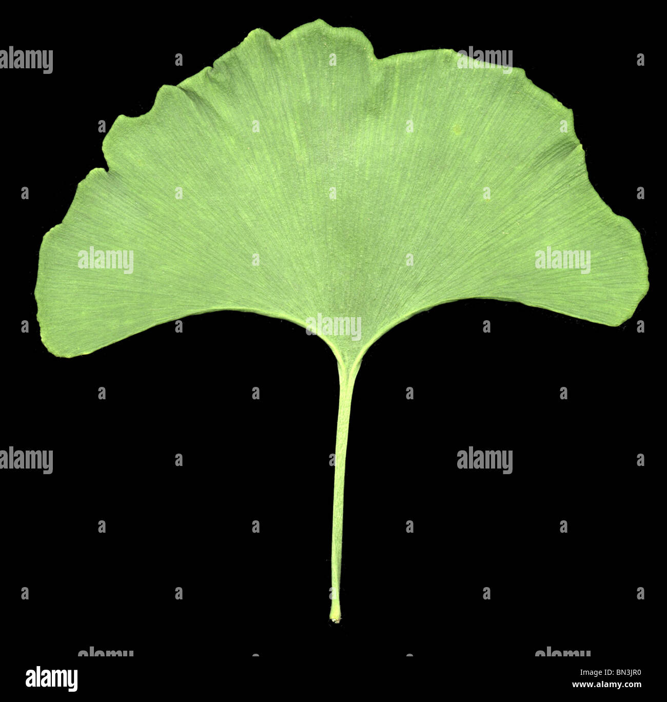 ginkgo leaf Stock Photo