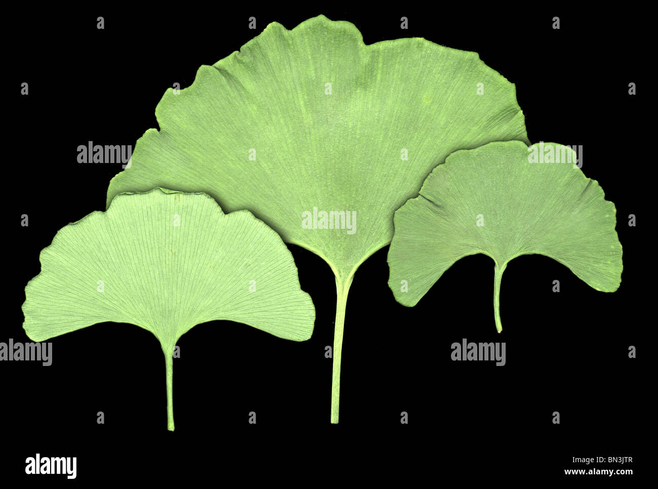three ginkgo leaves isolated against a black background Stock Photo