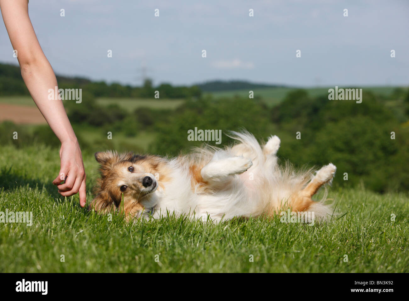 feat, dog rolling on the ground, Germany Stock Photo - Alamy