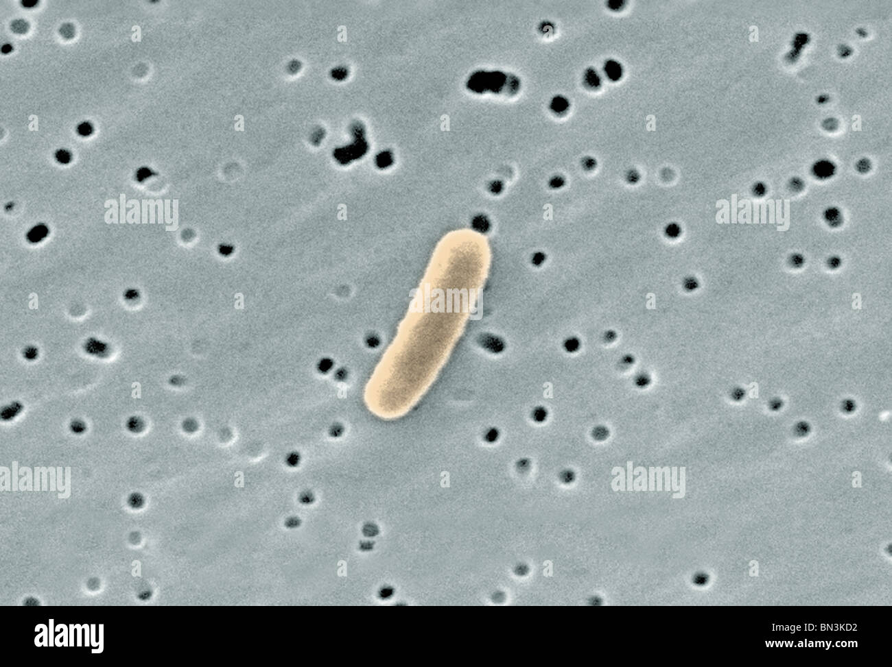Gram-negative Escherichia coli bacterium at a magnification by scanning electron microscope Stock Photo