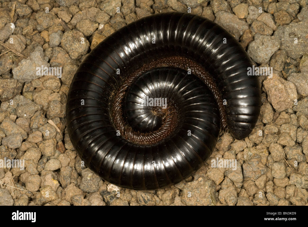 Close up of African giant millipede (Archispirostreptus gigas) Stock Photo
