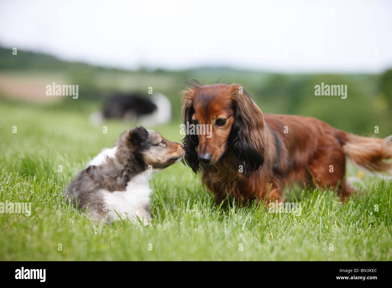 Shetland Sheepdog (Canis lupus f. familiaris), puppy with Long-haired Dachshund, Germany Stock Photo