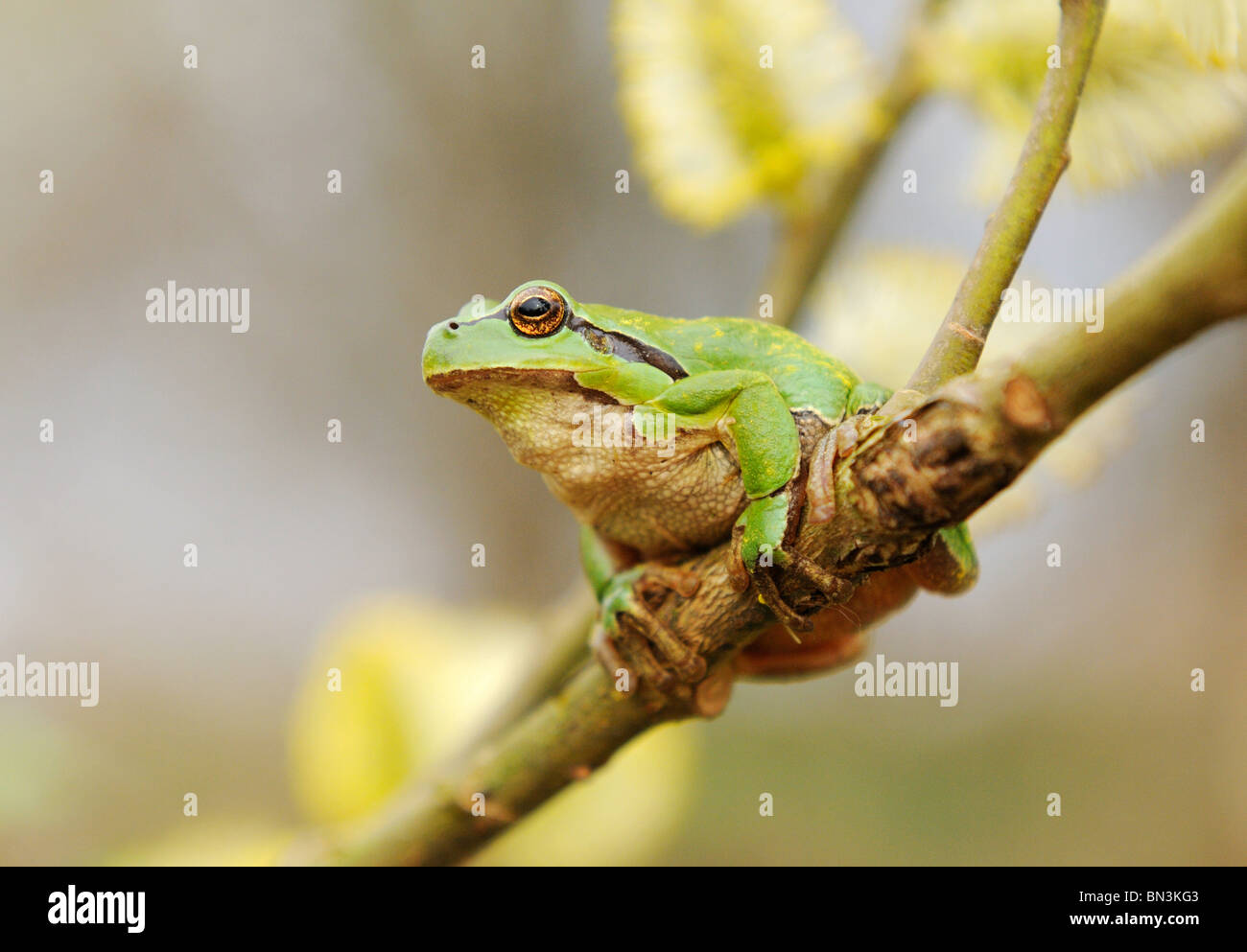 European tree frog (Hyla arborea) sitting on a twig, low angle view Stock Photo