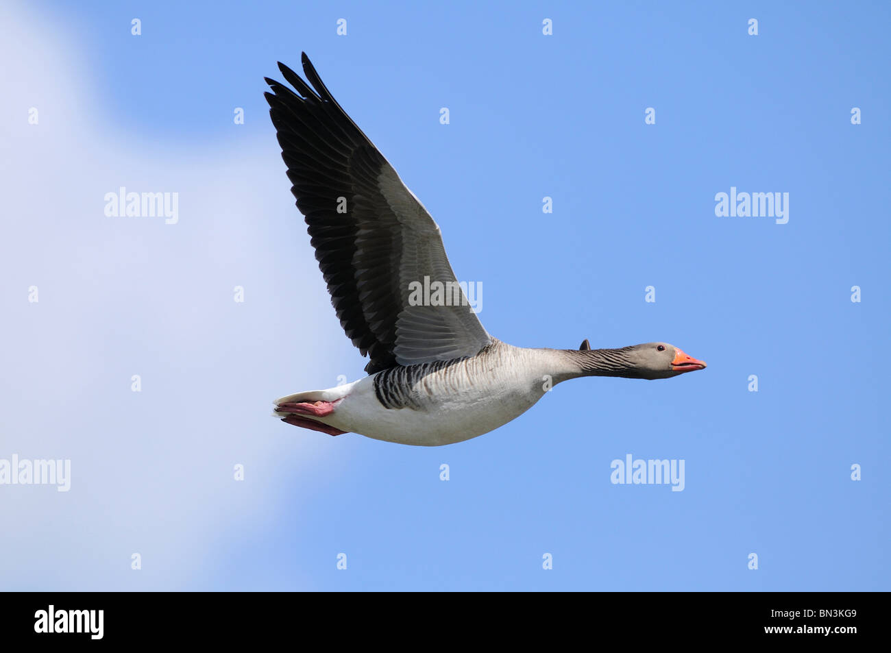 Grey goose (Anser anser) flying, low angle view Stock Photo