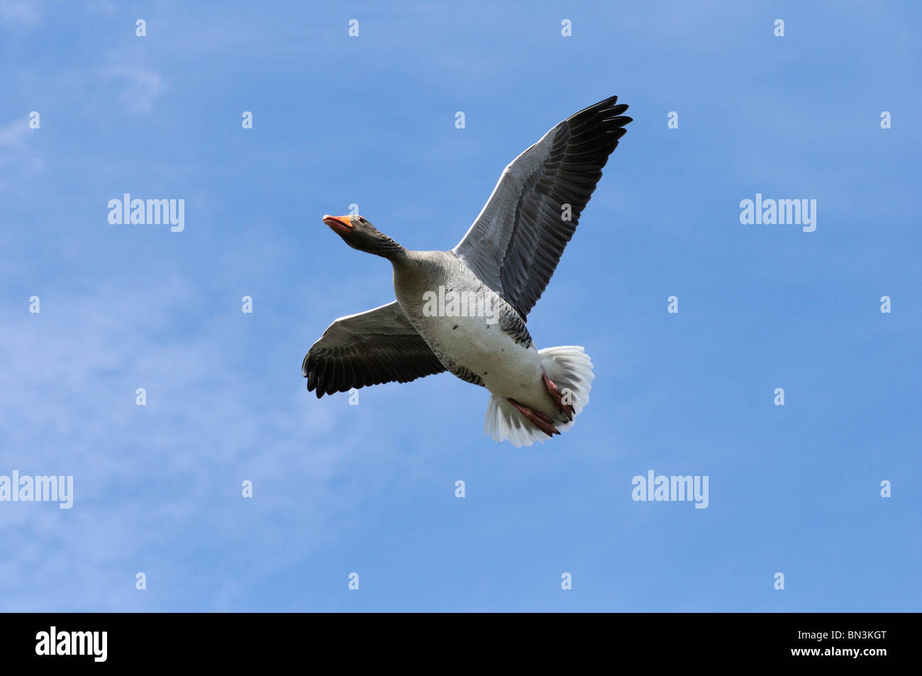Grey goose hires stock photography and images Alamy