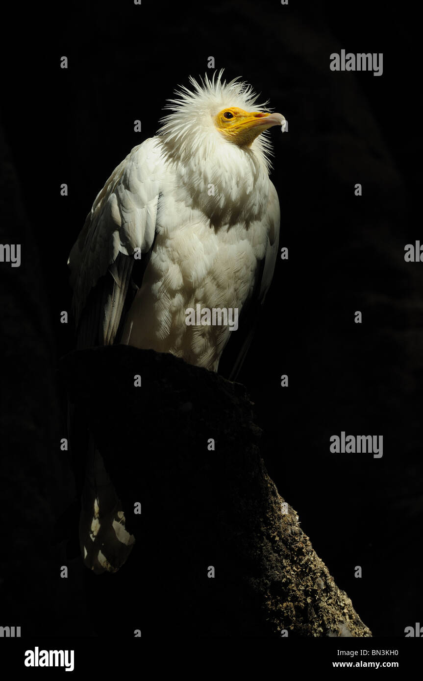 Egyptian Vulture (Neophron percnopterus), low angle view, portrait Stock Photo