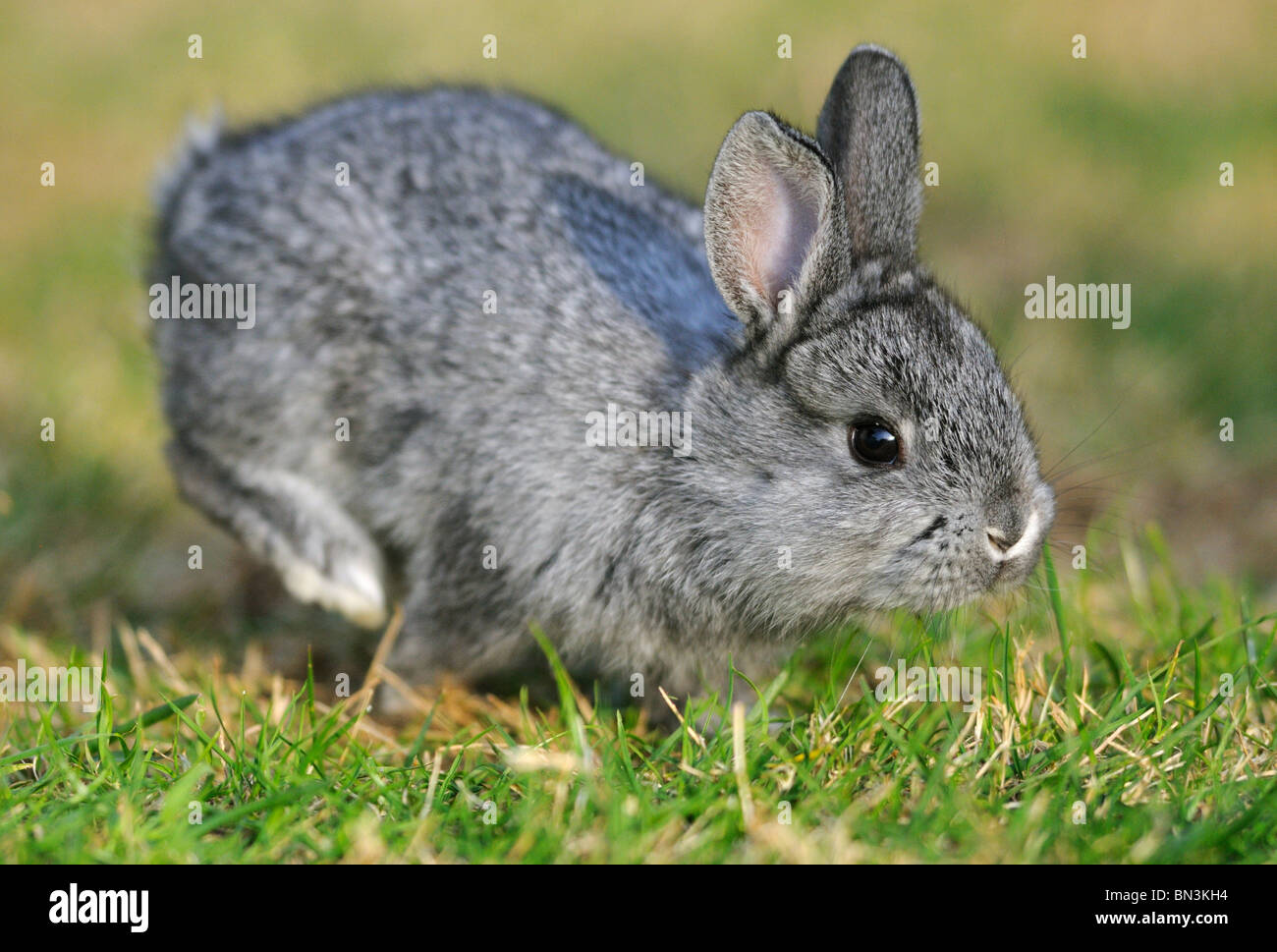 American Chinchilla hopping in the grass Stock Photo Alamy