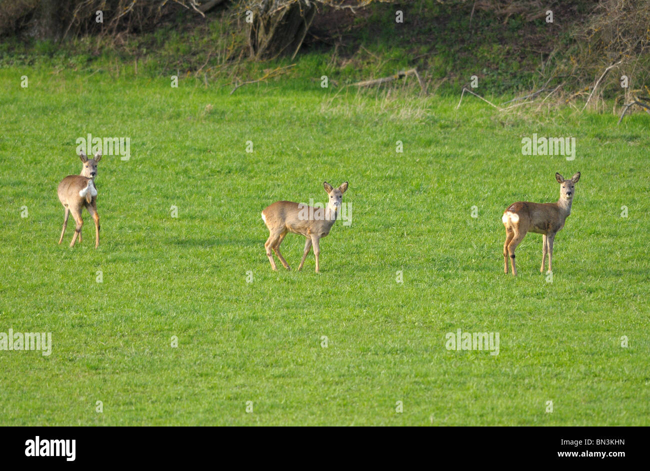 Three Roe deers (Capreolus capreolus) on a meadow Stock Photo