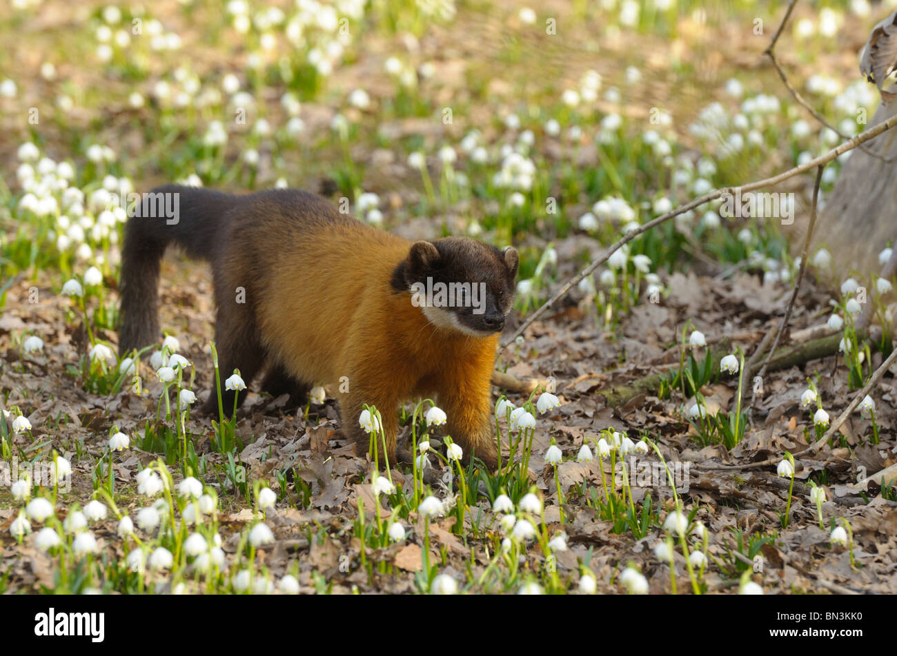 Yellow-throated Marten (Martes flavigula), elevated view Stock Photo