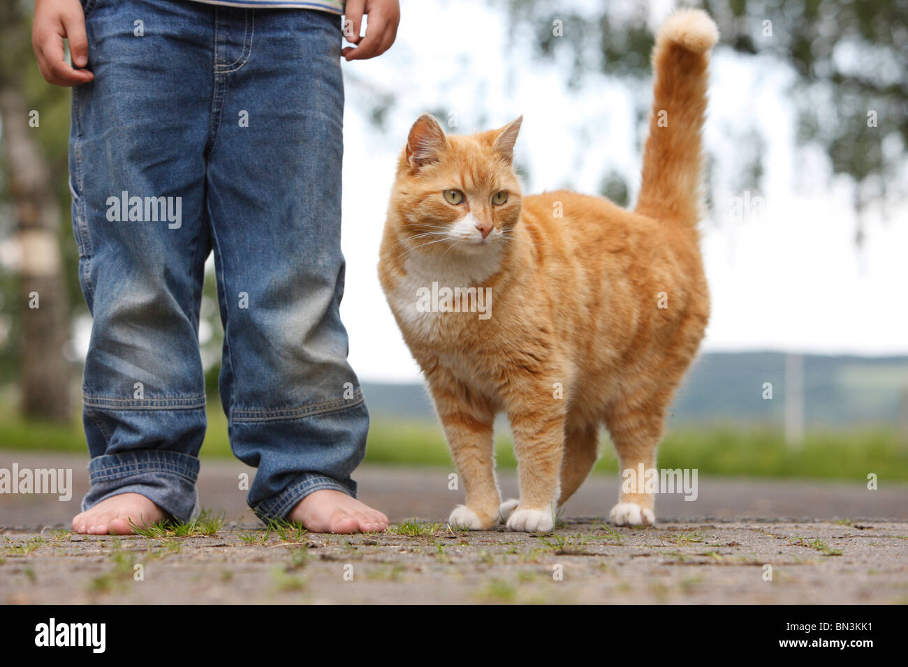 domestic cat, house cat, European Shorthair (Felis silvestris f. catus), red tomcat with a child, Germany Stock Photo