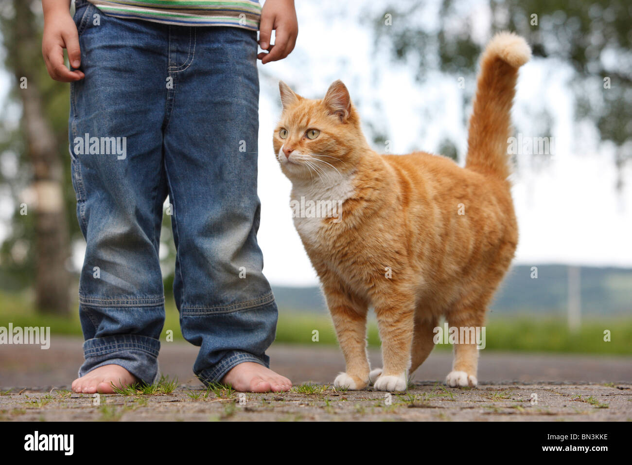 domestic cat, house cat, European Shorthair (Felis silvestris f. catus), red tomcat with a child, Germany Stock Photo