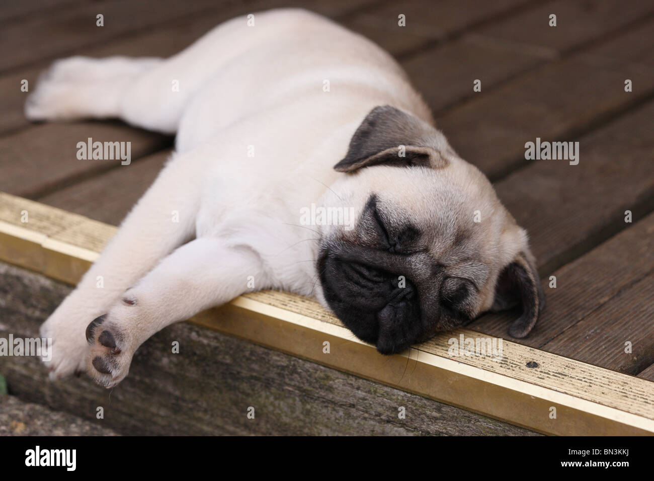 Pug (Canis lupus f. familiaris), whelp sleeping on a wooden floor Stock Photo