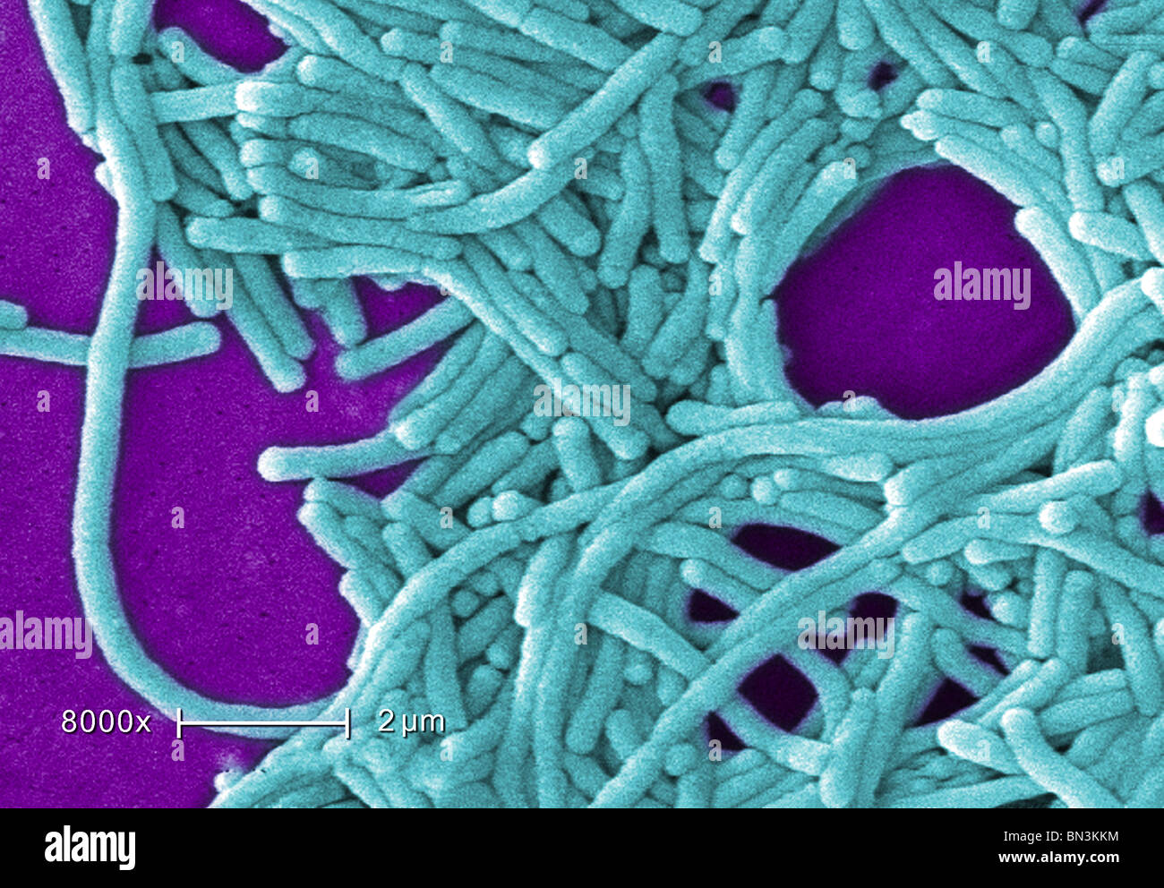 SEM of Gramnegative Legionella pneumophila bacteria Stock Photo Alamy