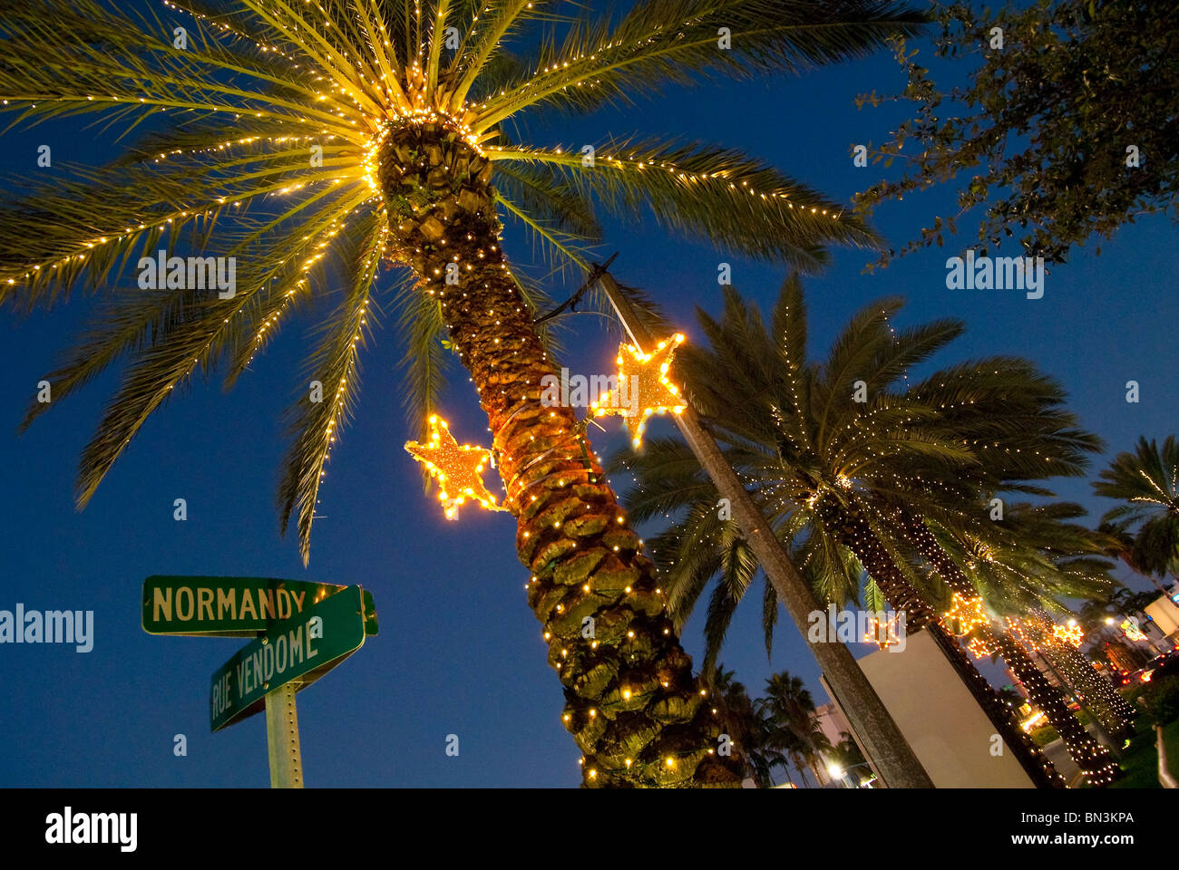 Palm trees decorated with Christmas lights in the Normandy Isle