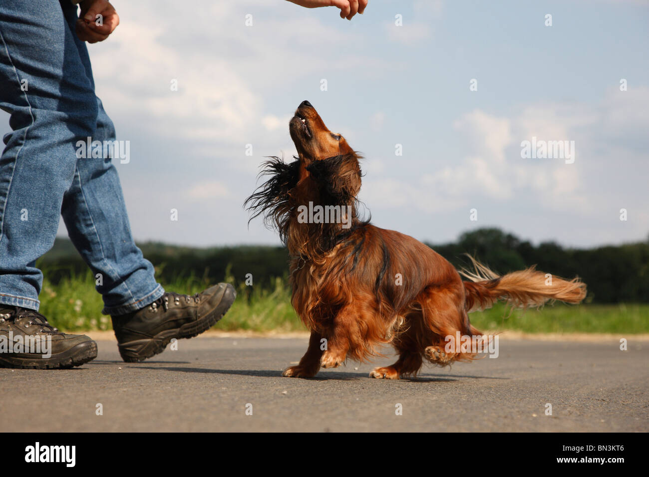 Longhaired Dachshund, Longhaired sausage dog, domestic dog (Canis lupus f. familiaris