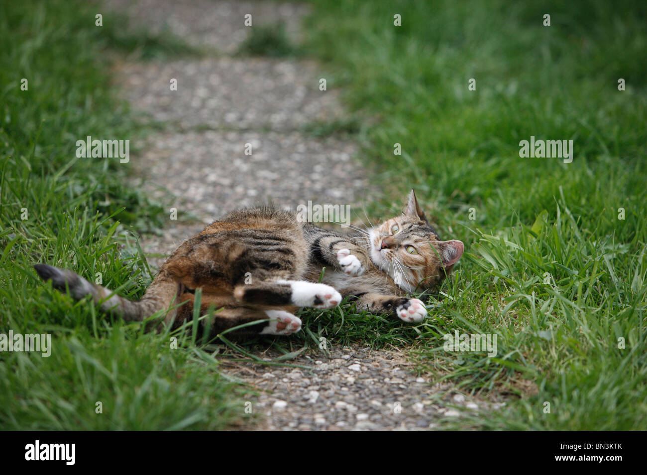 domestic cat, house cat, European Shorthair (Felis silvestris f. catus), 8 years old male rolling on a washed concrete path thr Stock Photo