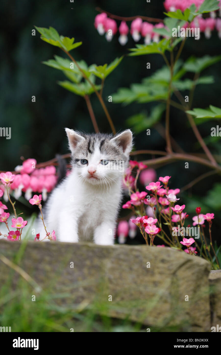 domestic cat, house cat, European Shorthair (Felis silvestris f. catus), 4 weeks old kitten standing on boundary stone at a flo Stock Photo