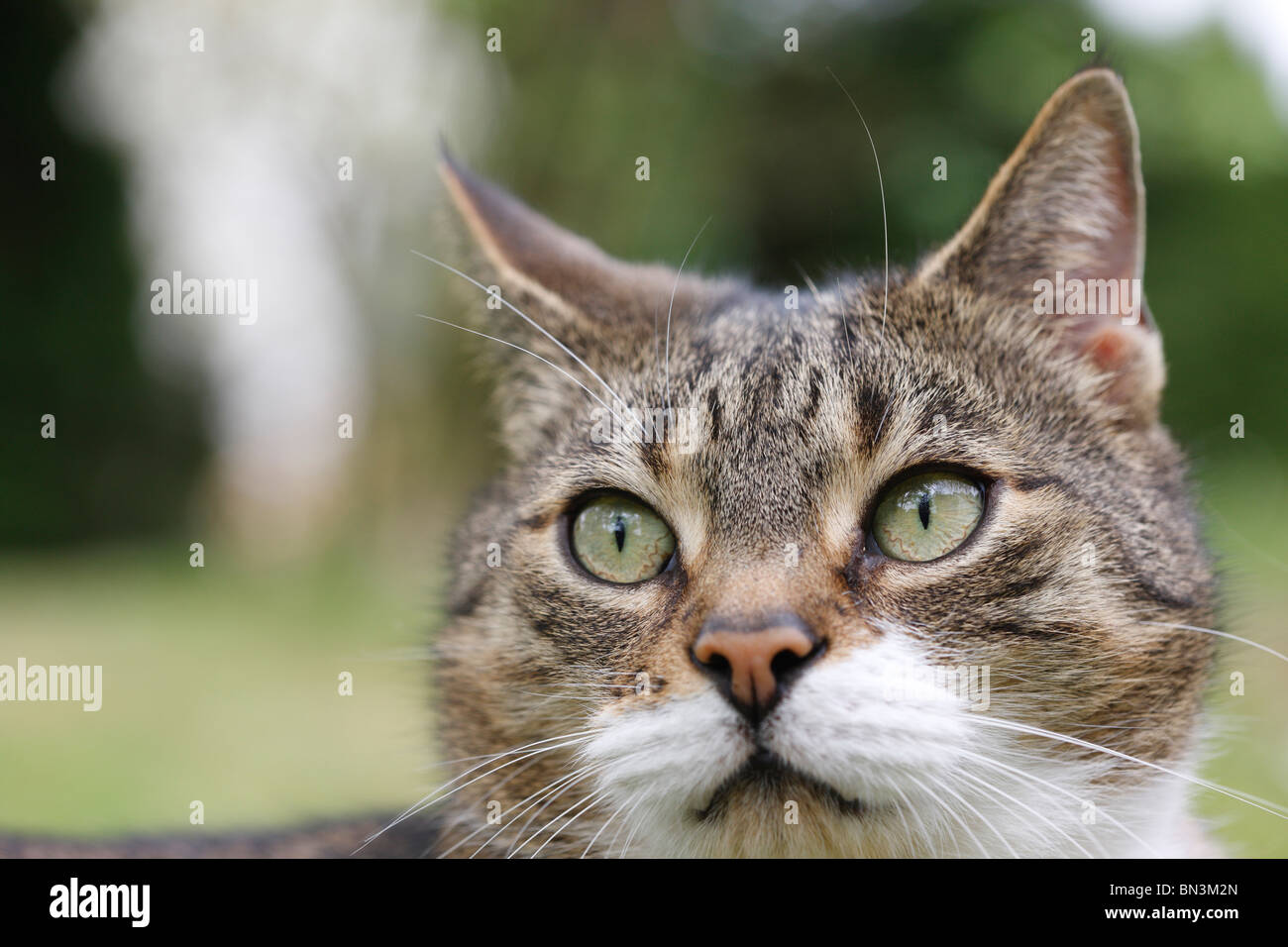 domestic cat, house cat (Felis silvestris f. catus), portrait of an 8 year old male, Germany Stock Photo