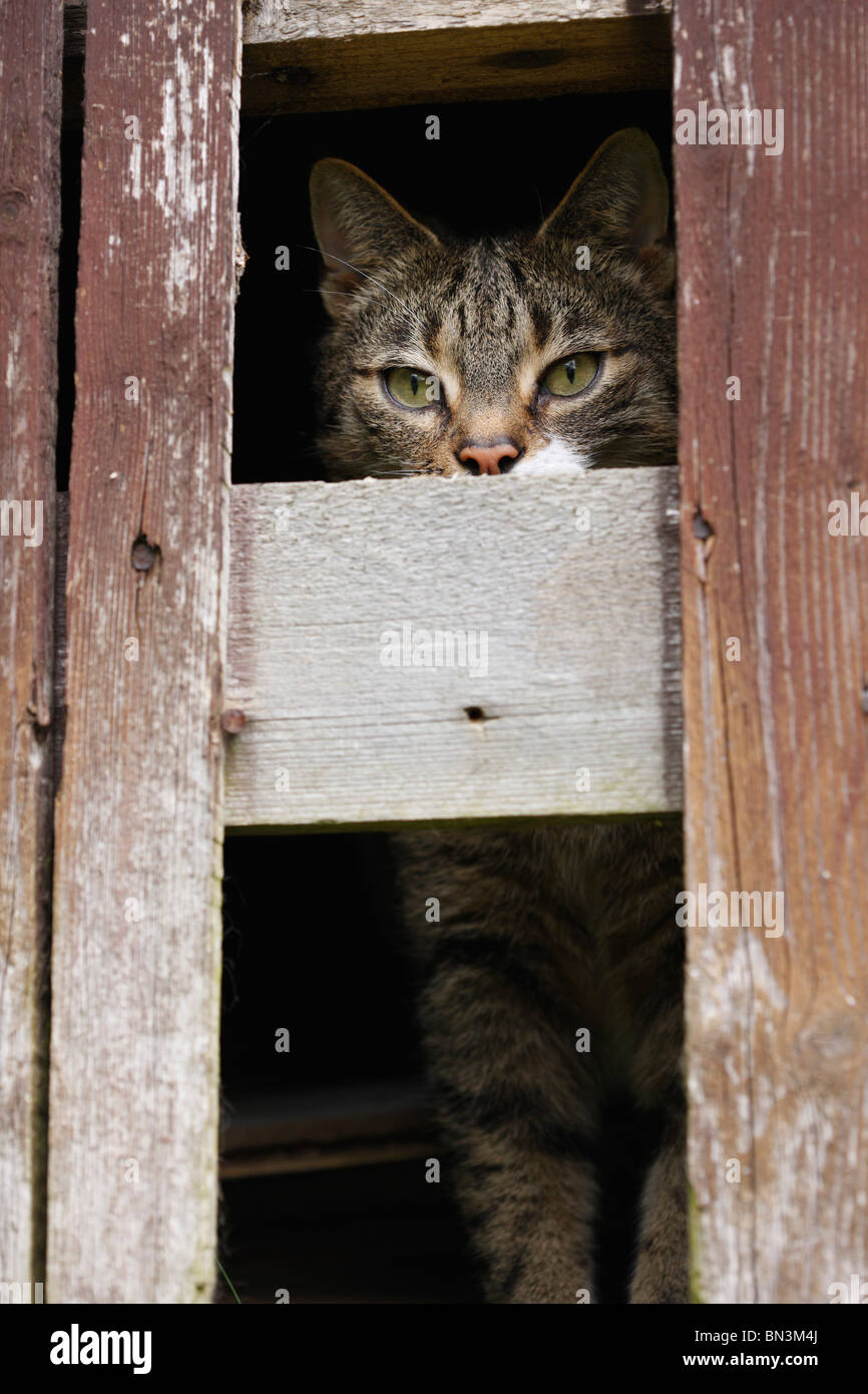 domestic cat, house cat (Felis silvestris f. catus), 8 years old male looking out of a summerhouse through a gap in a timber wa Stock Photo