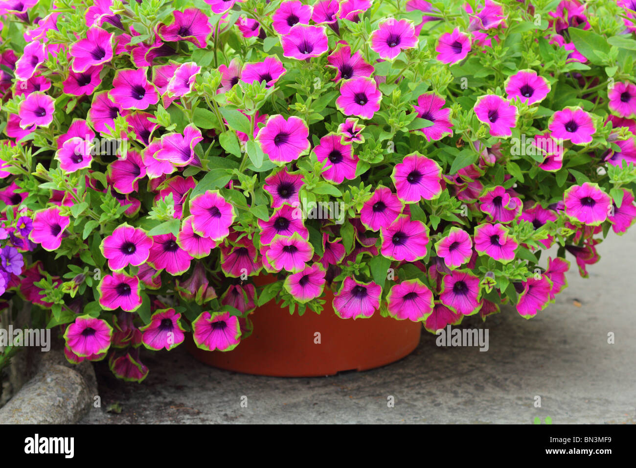 Pink surfinias petunias surfinia petunia at full bloom Stock Photo - Alamy