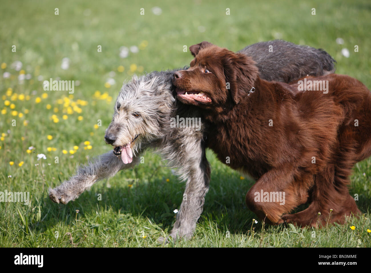 Newfoundland (Canis lupus f. familiaris), Irish Wolfhound romping in a meadow Stock Photo