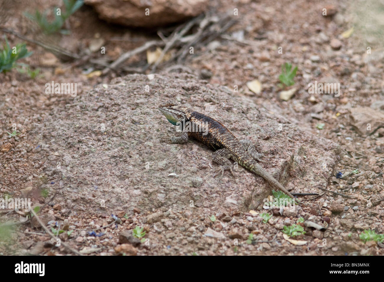 Lizard sitting on a stone, Desert Botanical Garden, Phoenix, Arizona, USA, elevated view Stock Photo
