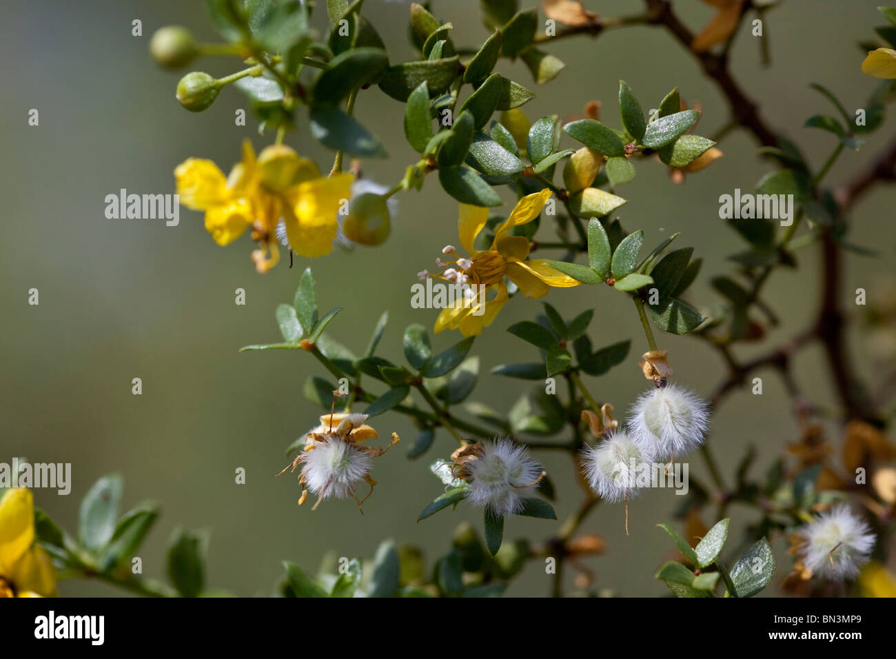 Creosote bush (Larrea tridenta), Desert Botanical Garden, Phoenix, Arizona, USA, close-up Stock Photo