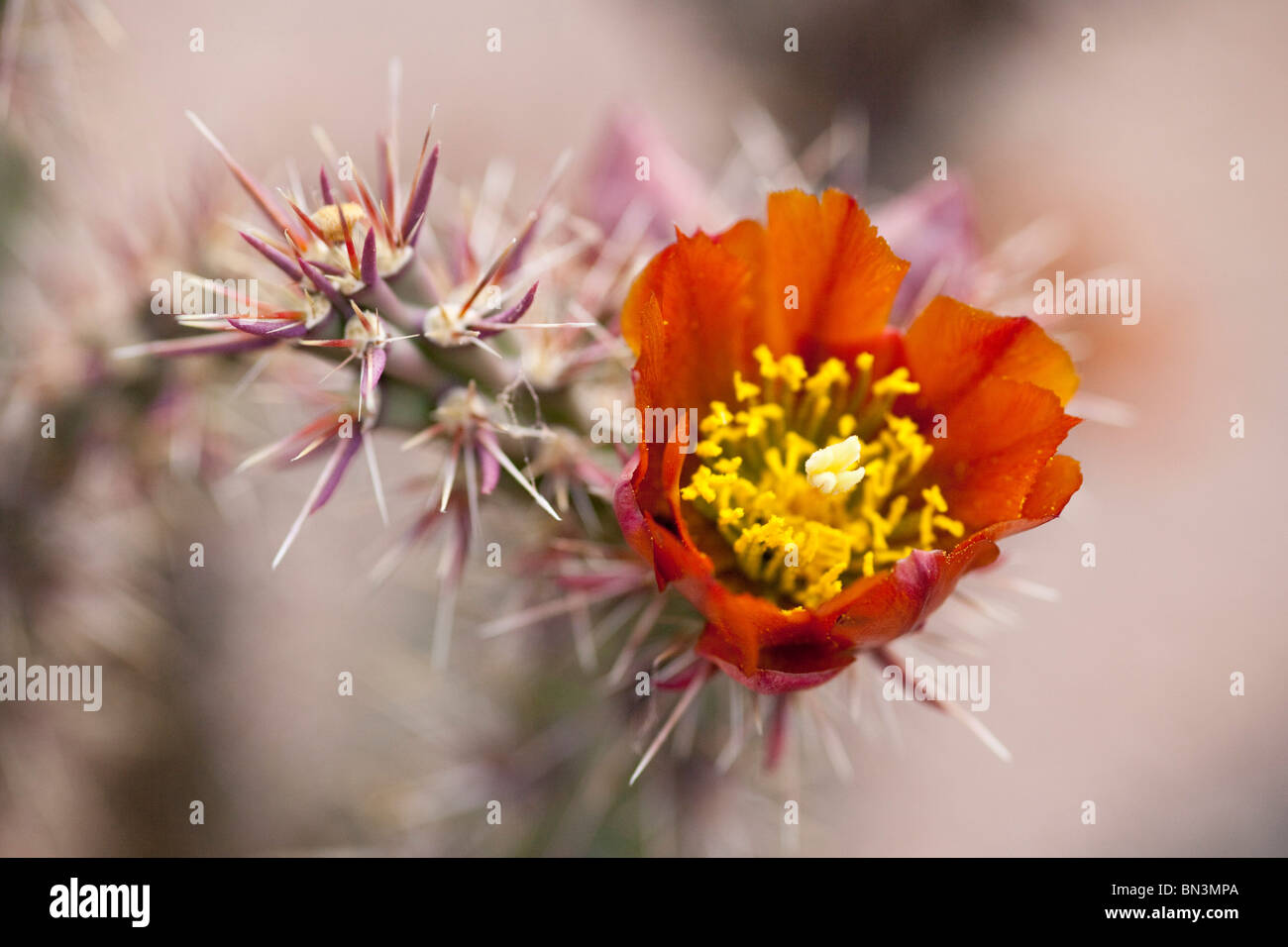 Flowering cactus in the Desert Botanical Garden, Phoenix, Arizona, USA, close-up Stock Photo