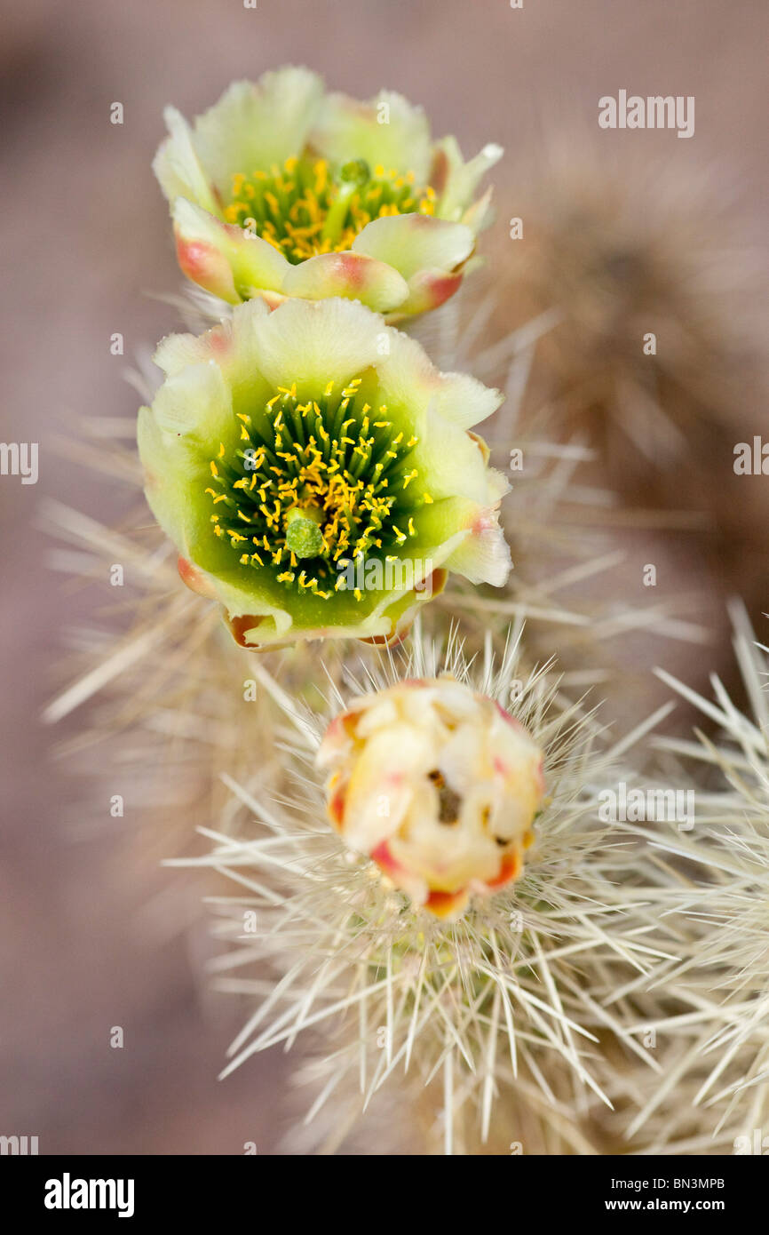 Flowering cactus in the Desert Botanical Garden, Phoenix, Arizona, USA, close-up Stock Photo