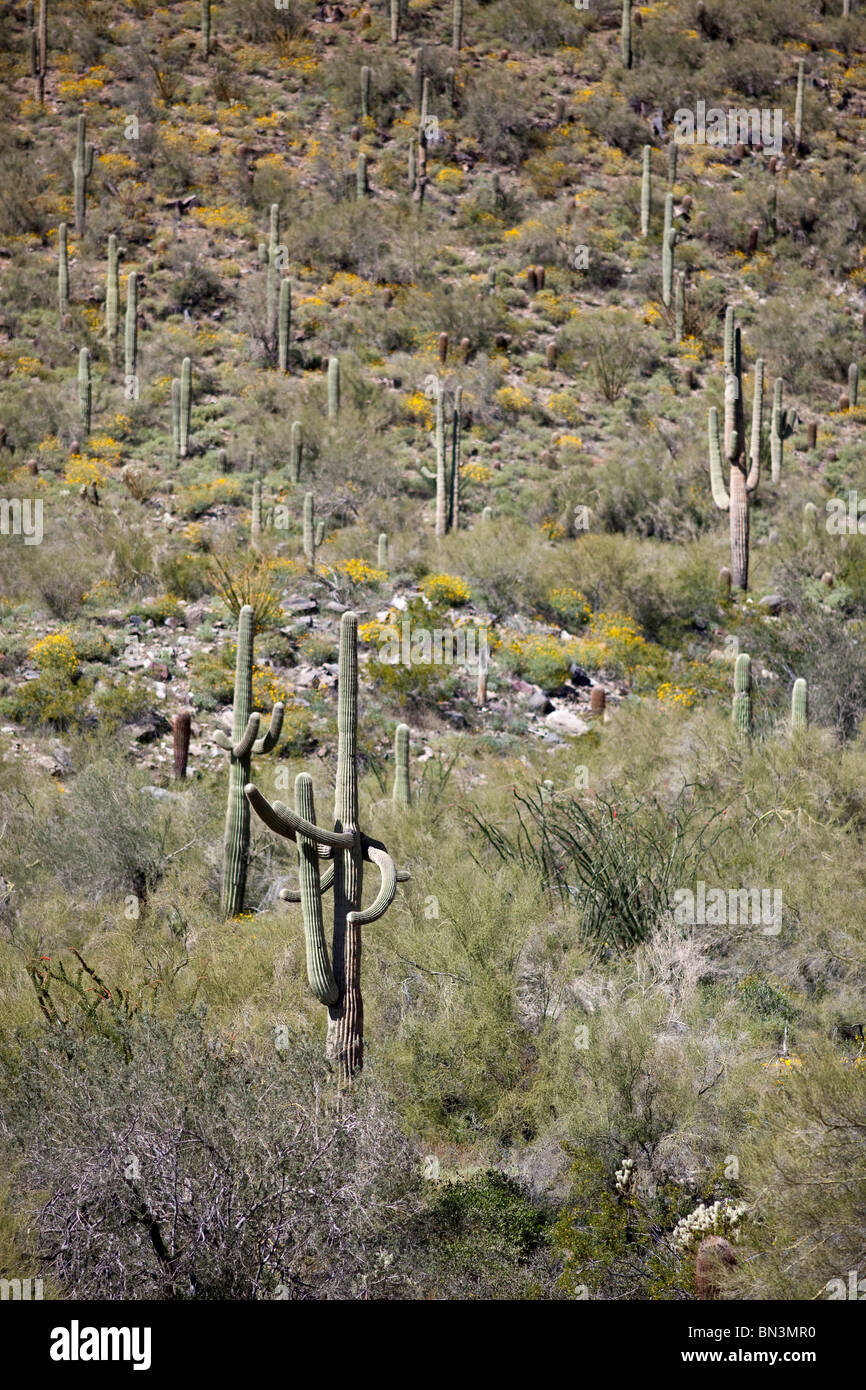 Vertical shot sonoran desert hi-res stock photography and images - Alamy