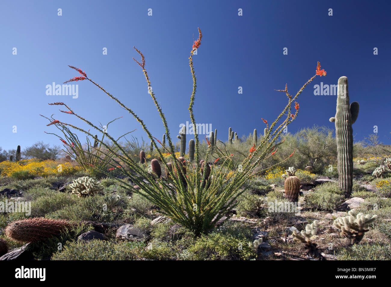 Cactuses in the Sonoran Desert, Arizona, USA Stock Photo