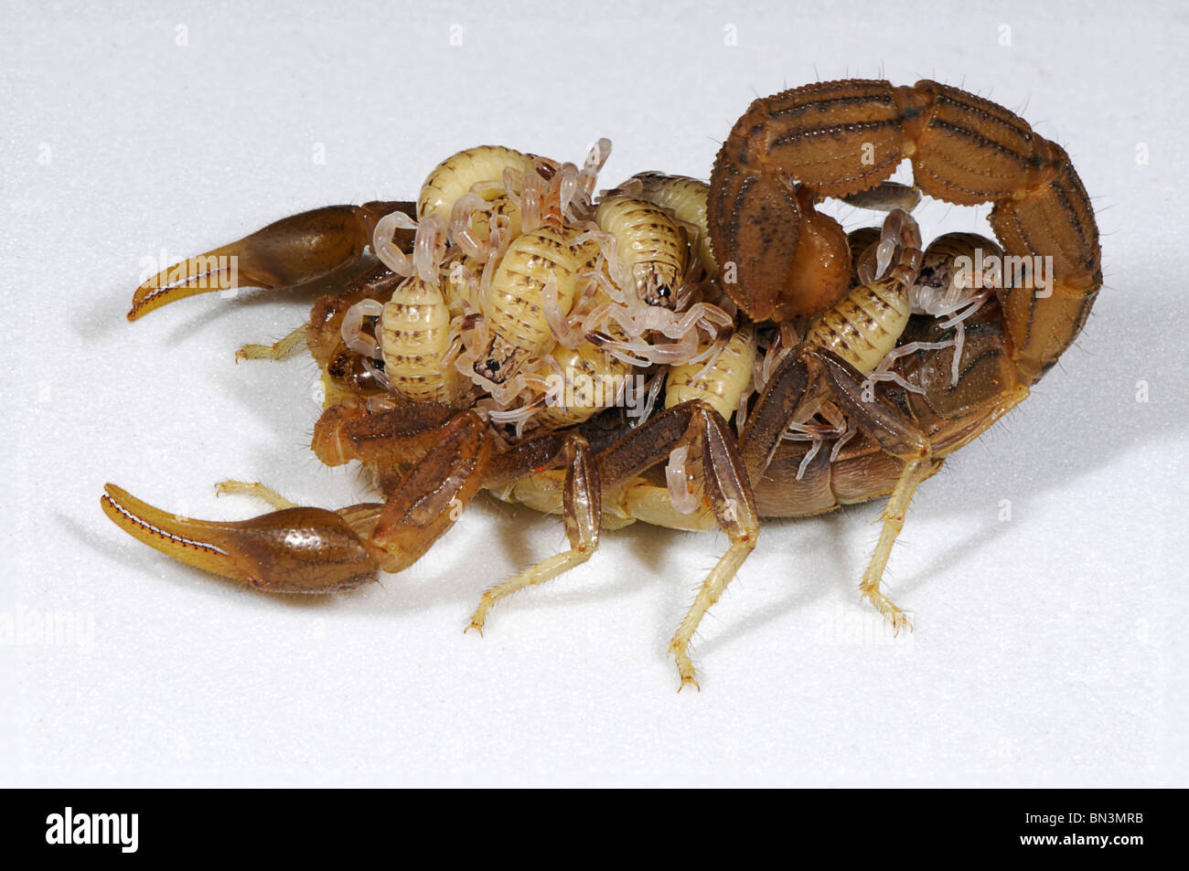 Hottentota scorpion, photographed in Tanzania, Africa carrying its young on its back, a feature of its maternal behavior. Stock Photo