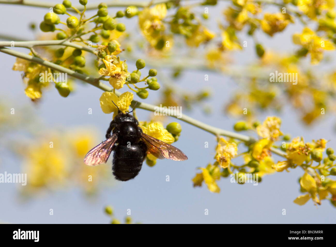 Insect on a blossom, Desert Botanical Garden, Phoenix, Arizona, USA, close-up Stock Photo