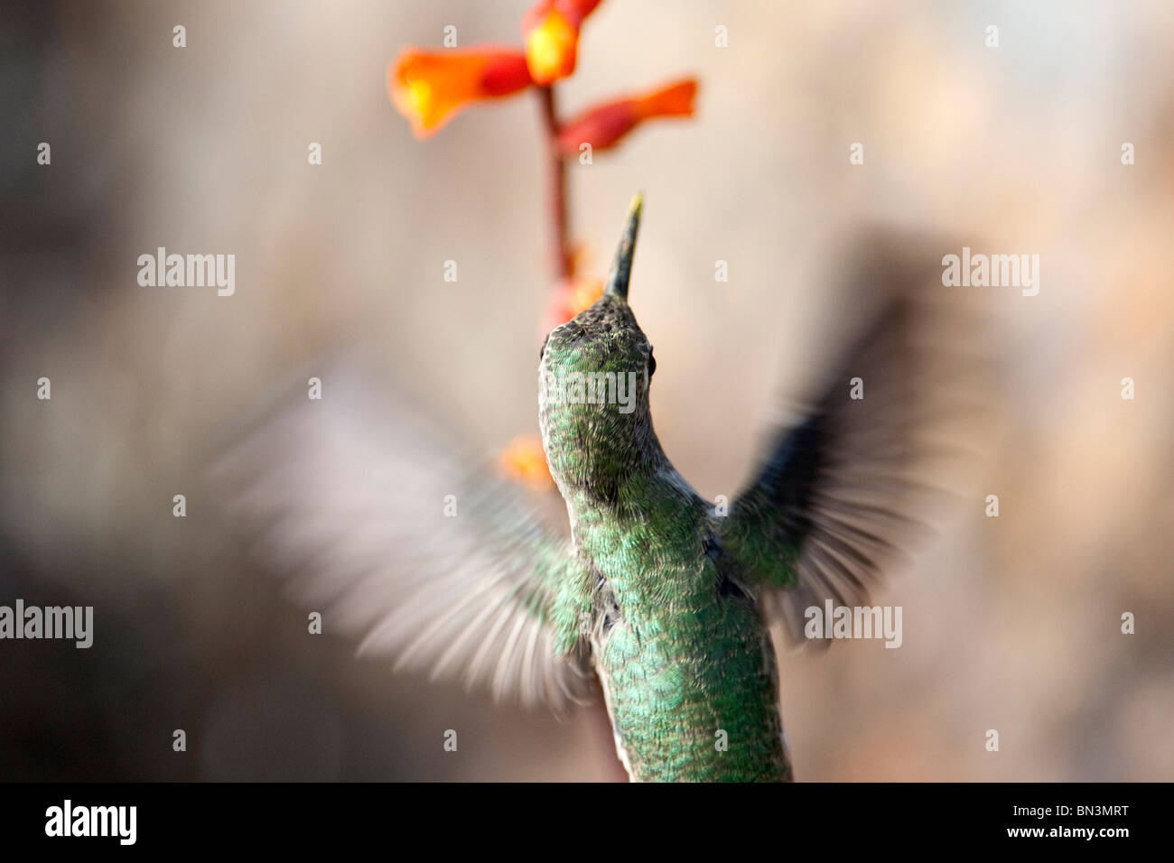 Hummingbird flying beside a blossom, Desert Botanical Garden, Phoenix, Arizona, USA, view upon Stock Photo