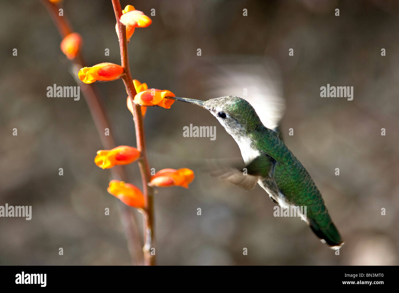 Hummingbird feeding, Desert Botanical Garden, Phoenix, Arizona, USA, close-up Stock Photo