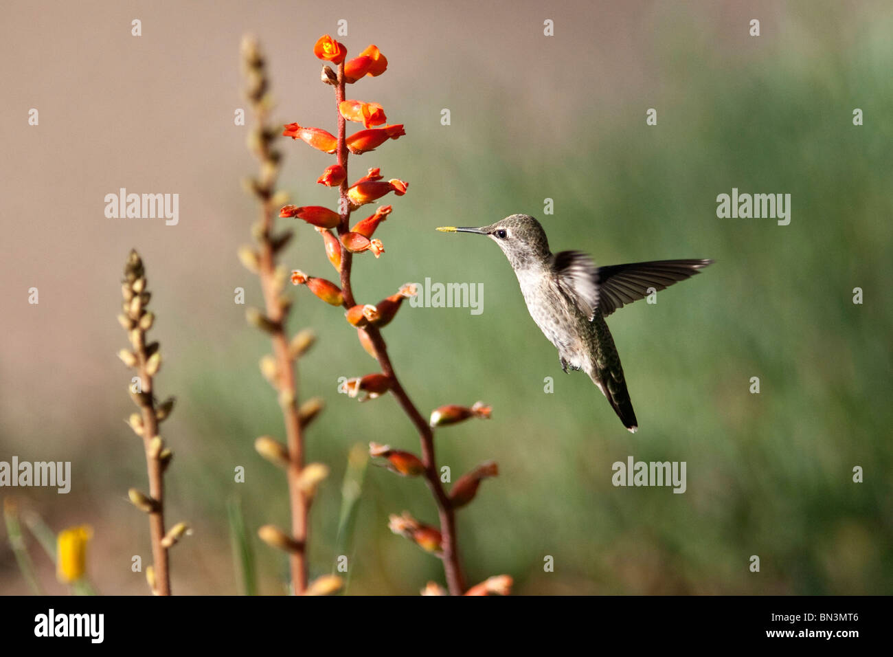 Hummingbird flying beside a blossom, Desert Botanical Garden, Phoenix, Arizona, USA Stock Photo
