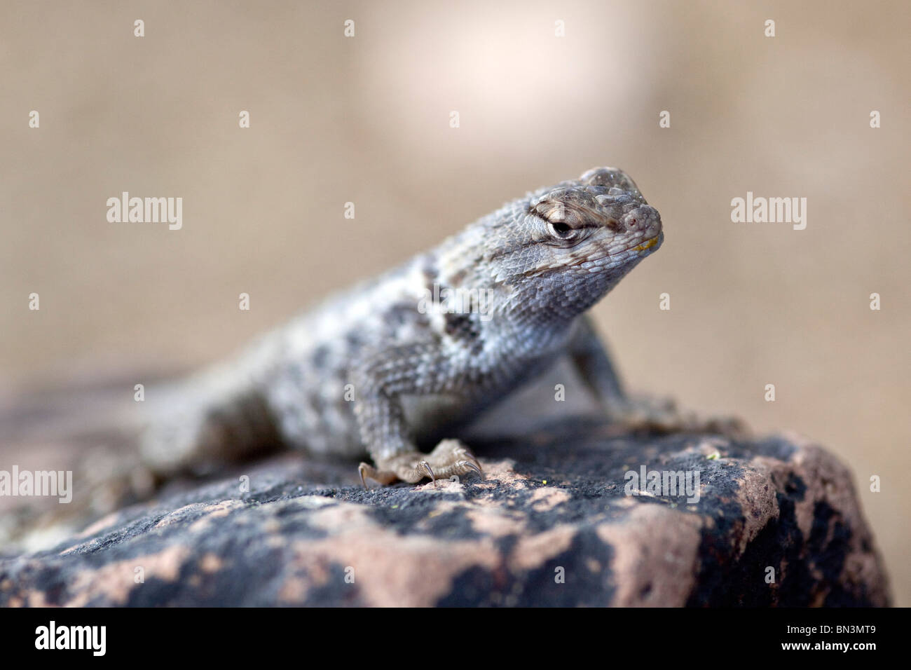 Lizard sitting on a stone, Desert Botanical Garden, Phoenix, Arizona, USA, close-up Stock Photo